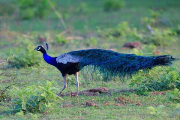 绿孔雀和蓝孔雀的区别是什么?