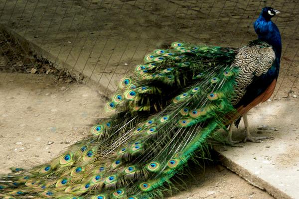 绿孔雀和蓝孔雀的区别是什么?