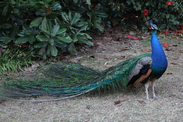 绿孔雀和蓝孔雀的区别是什么?