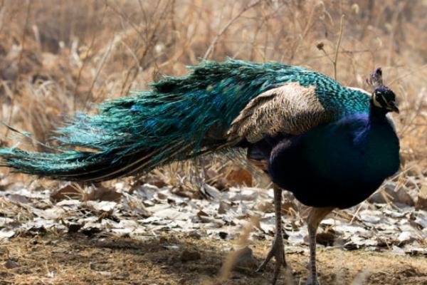 绿孔雀和蓝孔雀的区别是什么?