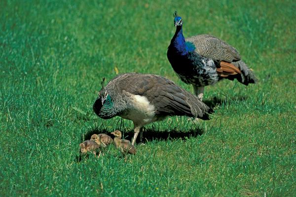 绿孔雀和蓝孔雀的区别是什么?