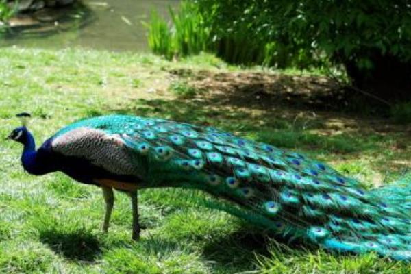 绿孔雀和蓝孔雀的区别是什么?