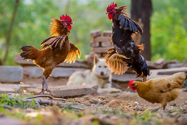 斗鸡鸡苗价格多少钱一只？