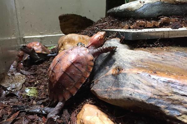 乌龟蛋的营养价值