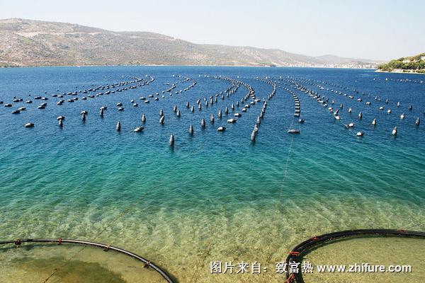 2018养鱼子赚钱吗？养鱼的利润与投资成本及前景预测