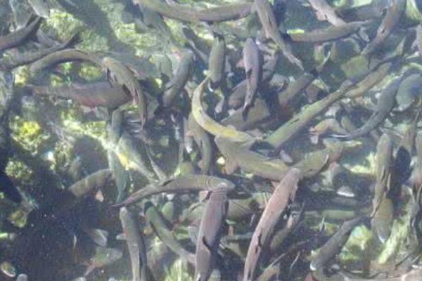 2018养鱼子赚钱吗？养鱼的利润与投资成本及前景预测