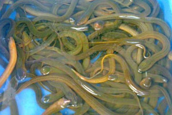 2018养黄鳝赚钱吗?黄鳝养殖的利润与投资成本及前景预测