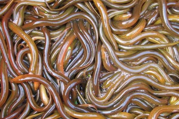 2018养黄鳝赚钱吗?黄鳝养殖的利润与投资成本及前景预测