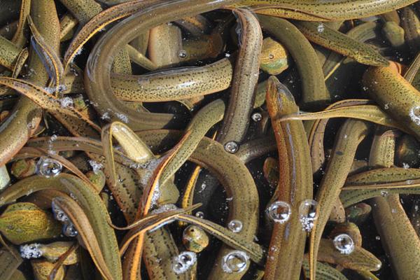 2018养黄鳝赚钱吗?黄鳝养殖的利润与投资成本及前景预测