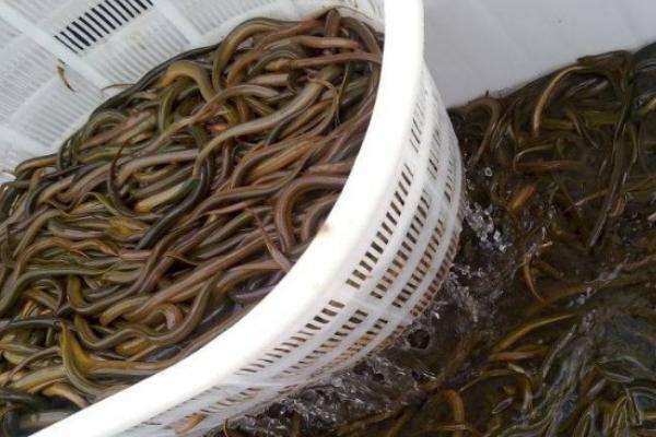 2018养黄鳝赚钱吗?黄鳝养殖的利润与投资成本及前景预测