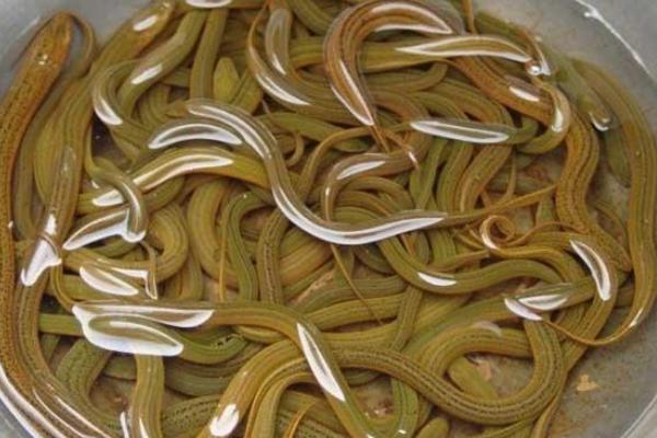 2018养黄鳝赚钱吗?黄鳝养殖的利润与投资成本及前景预测