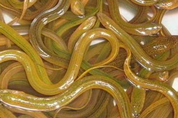 2018养黄鳝赚钱吗?黄鳝养殖的利润与投资成本及前景预测