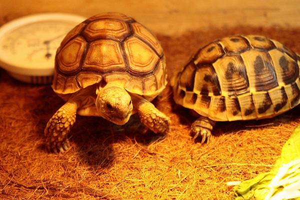 养乌龟有什么说法和讲究?