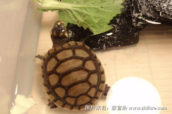 养乌龟有什么说法和讲究?