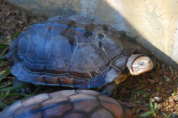 养乌龟有什么说法和讲究?