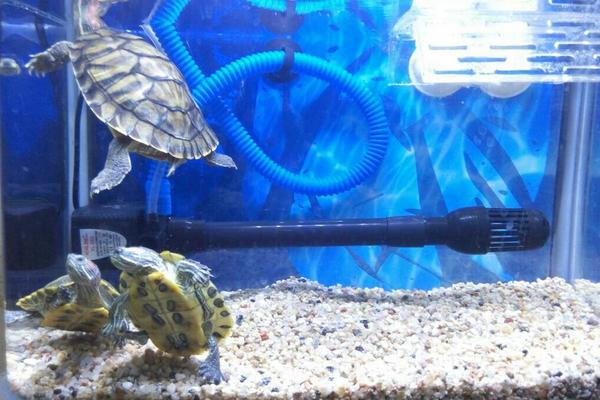 养乌龟有什么说法和讲究?