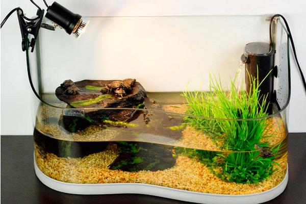 养乌龟有什么说法和讲究?