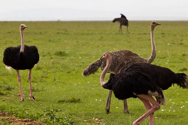 2018养鸵鸟赚钱吗?鸵鸟养殖的利润与投资成本及前景预测