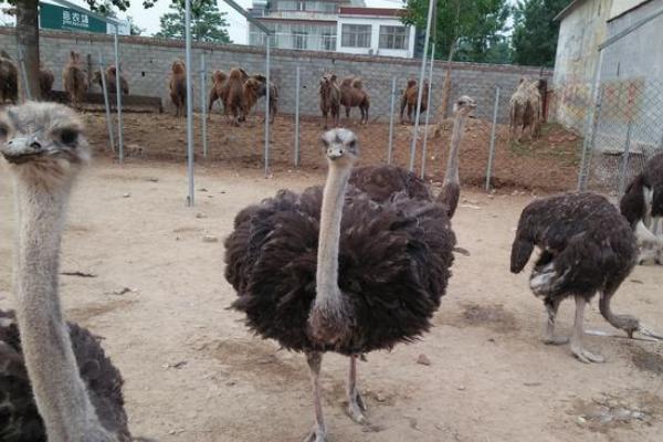 2018养鸵鸟赚钱吗?鸵鸟养殖的利润与投资成本及前景预测