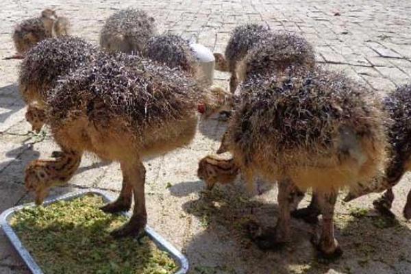 2018养鸵鸟赚钱吗?鸵鸟养殖的利润与投资成本及前景预测