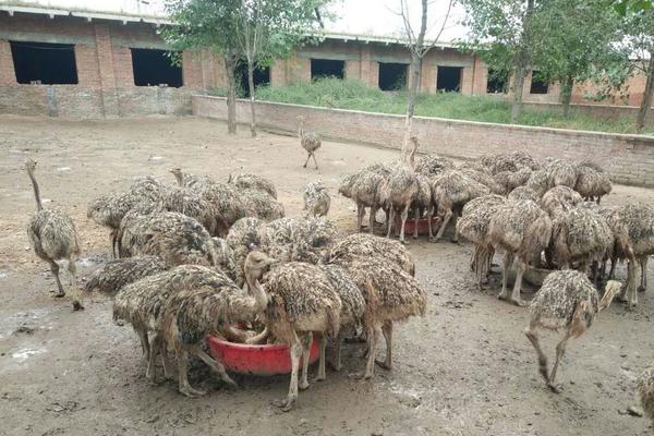 2018养鸵鸟赚钱吗?鸵鸟养殖的利润与投资成本及前景预测