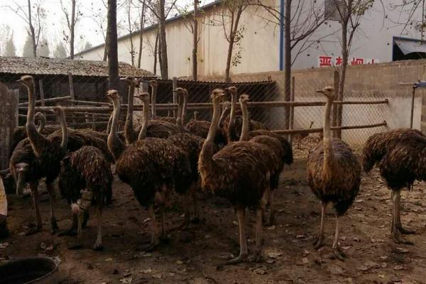 2018养鸵鸟赚钱吗?鸵鸟养殖的利润与投资成本及前景预测