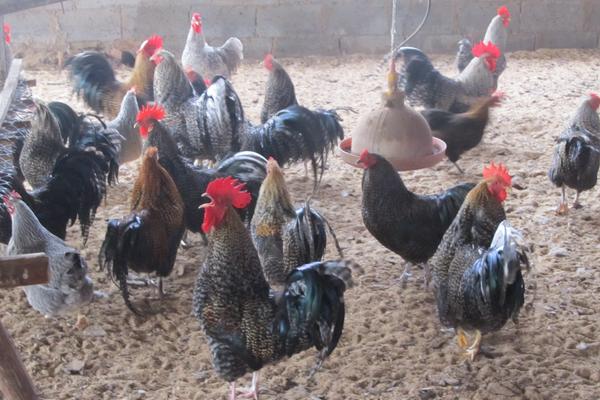 肉鸡大肠杆菌用什么药？