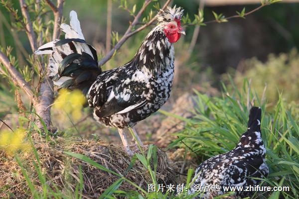 贵妃鸡近些年价格怎么样?