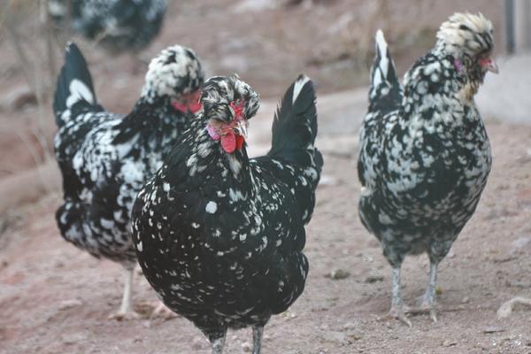 贵妃鸡近些年价格怎么样?