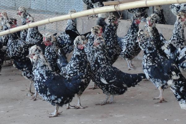 贵妃鸡近些年价格怎么样?