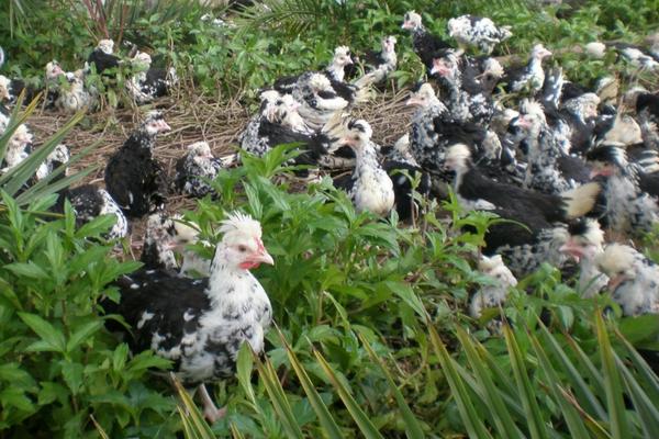 贵妃鸡近些年价格怎么样?