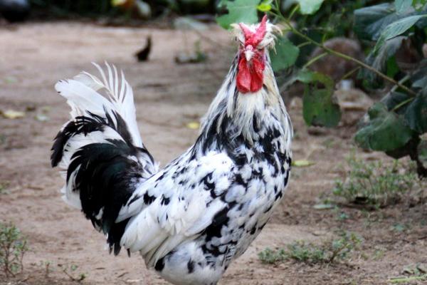 贵妃鸡近些年价格怎么样?