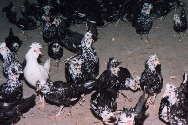 贵妃鸡近些年价格怎么样?