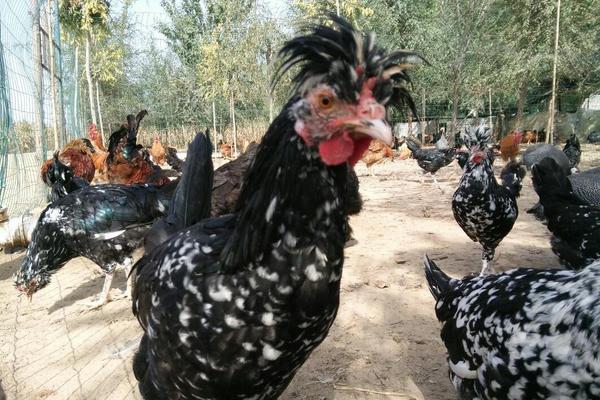 贵妃鸡近些年价格怎么样?