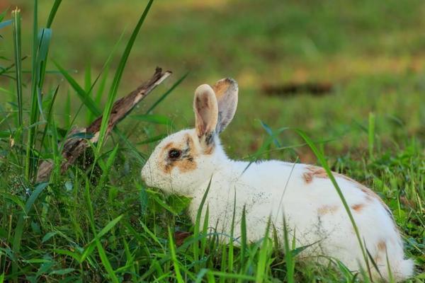散养兔子怎么养?有什么优缺点?