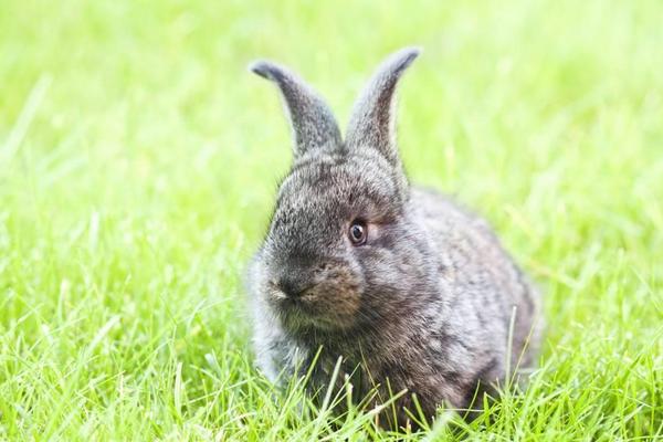 散养兔子怎么养?有什么优缺点?