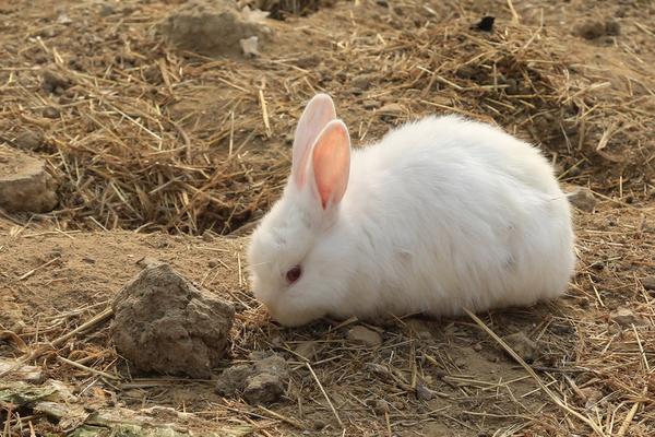 散养兔子怎么养?有什么优缺点?