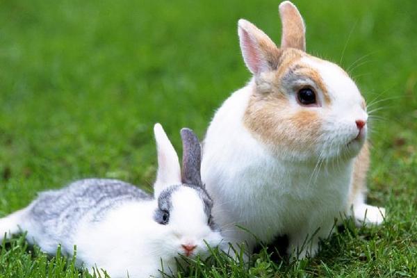 散养兔子怎么养?有什么优缺点?
