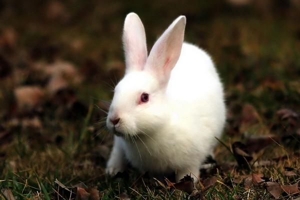 散养兔子怎么养?有什么优缺点?