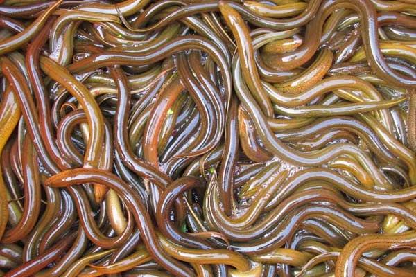 稻田养黄鳝怎么养？有哪些注意事项？