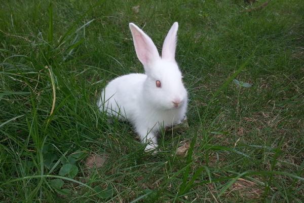 散养兔子怎么养?有什么优缺点?