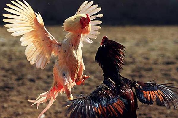 斗鸡怎么训练才厉害？