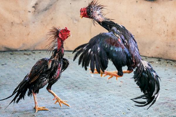 斗鸡怎么训练才厉害？