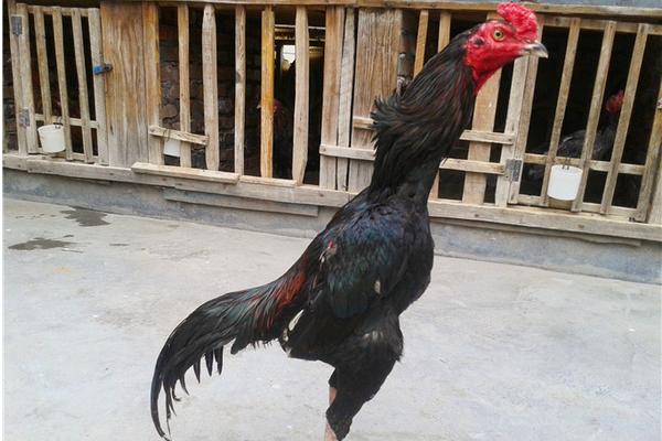 斗鸡怎么训练才厉害？