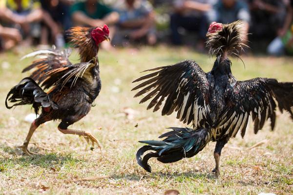 斗鸡怎么训练才厉害？