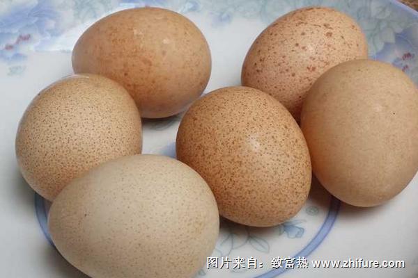 珍珠鸡几个月下蛋?