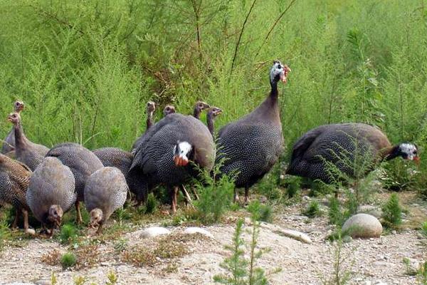 珍珠鸡几个月下蛋?