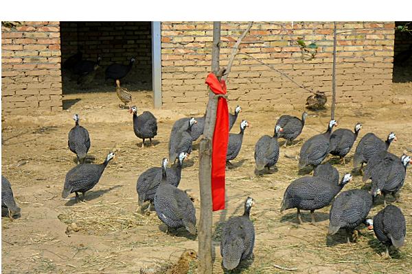 珍珠鸡几个月下蛋?