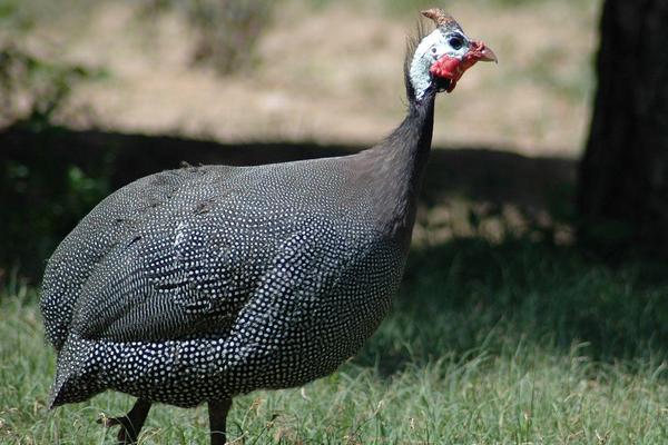 珍珠鸡几个月下蛋?