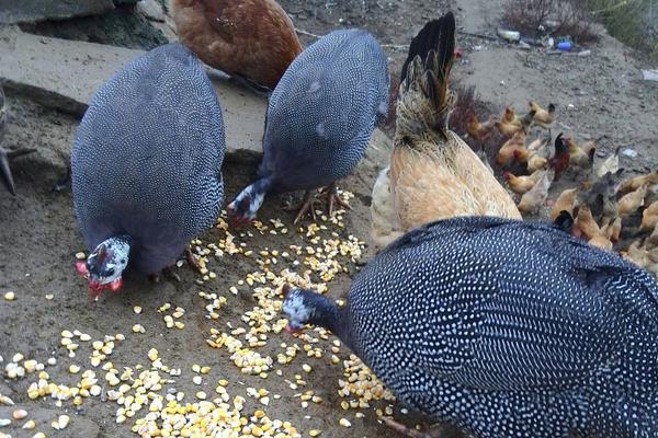 珍珠鸡几个月下蛋?